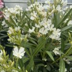 Laurier rose - Nerium oleander Blanc