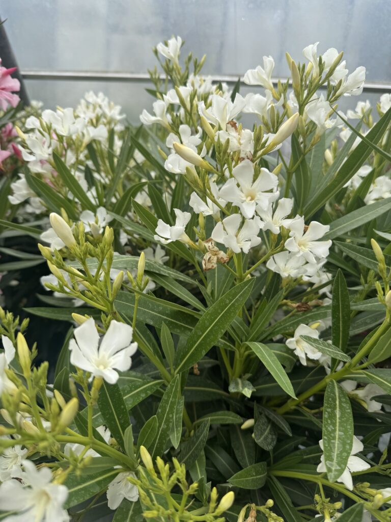 Laurier rose - Nerium oleander Blanc
