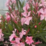Laurier rose - Nerium oleander