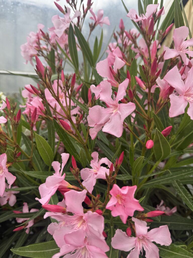 Laurier rose - Nerium oleander