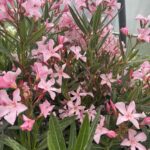 Laurier rose - Nerium oleander
