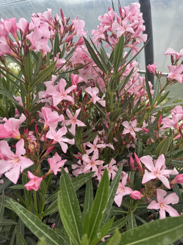 Laurier rose - Nerium oleander