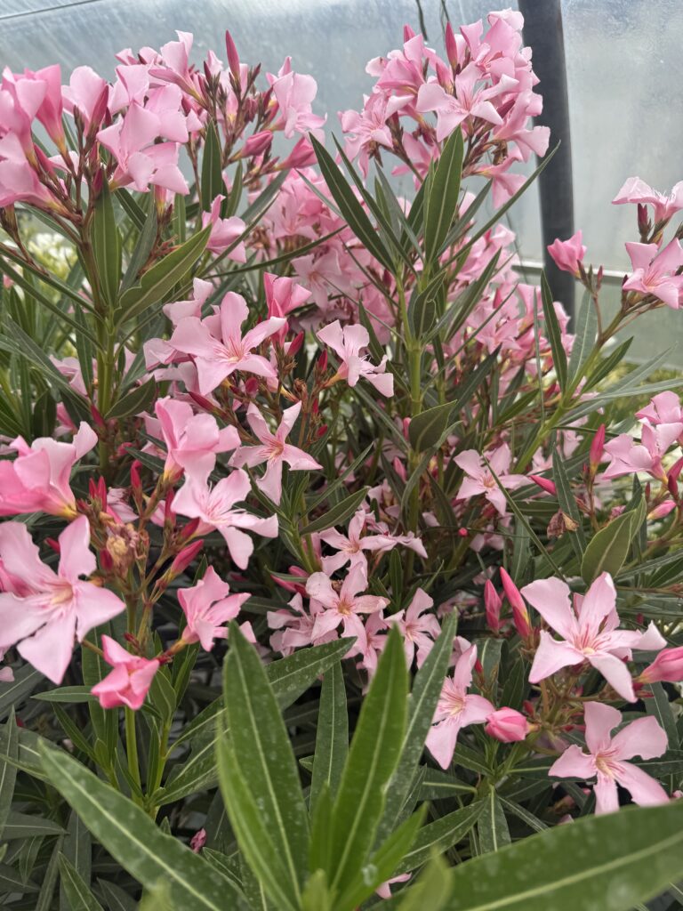 Laurier rose - Nerium oleander