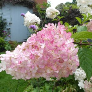 HYDRANGEA PANICULATA 'Vanille fraise'