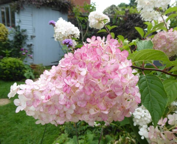 HYDRANGEA PANICULATA 'Vanille fraise'
