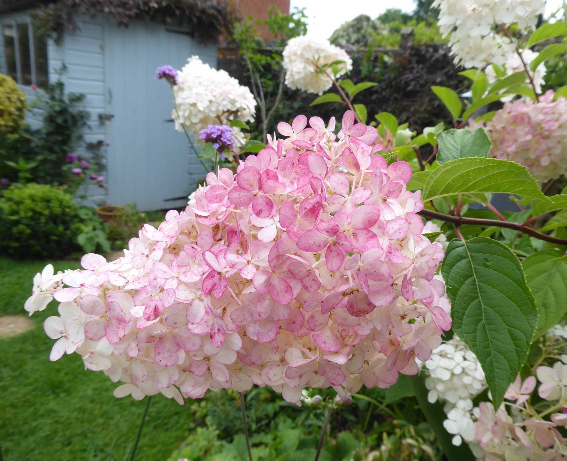 HYDRANGEA PANICULATA 'Vanille fraise'