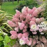 HYDRANGEA PANICULATA 'Vanille fraise'