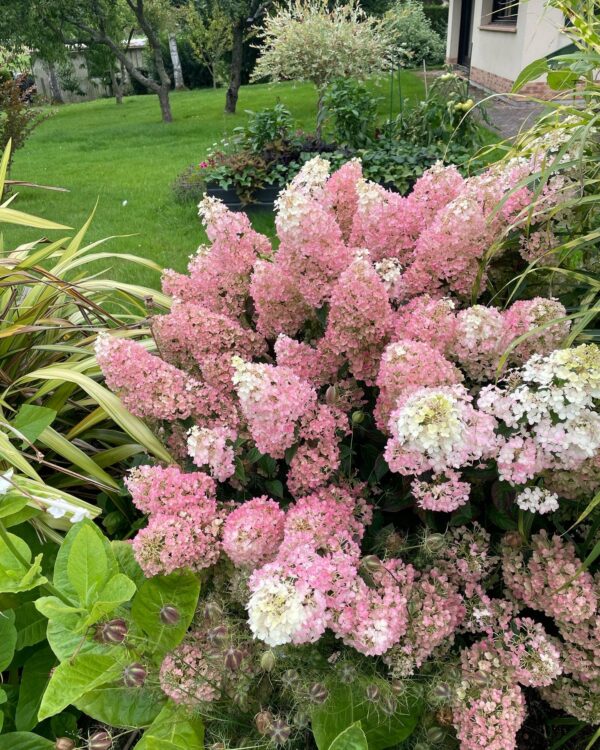 HYDRANGEA PANICULATA 'Vanille fraise'