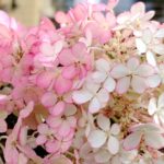 HYDRANGEA PANICULATA 'Vanille fraise'