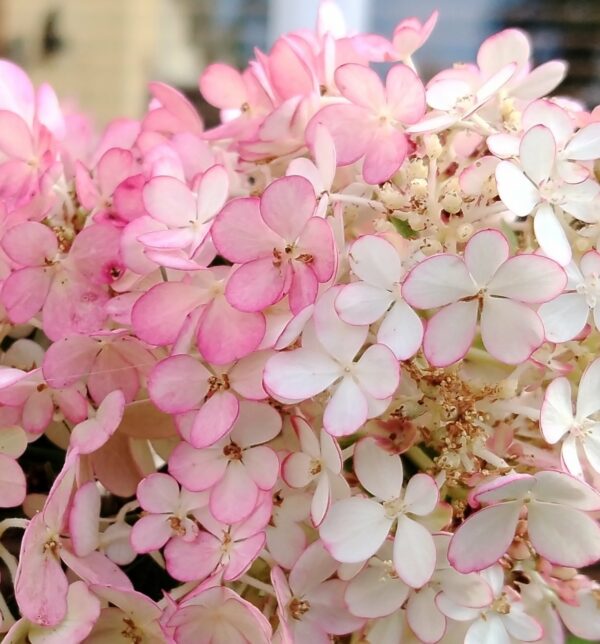 HYDRANGEA PANICULATA 'Vanille fraise'