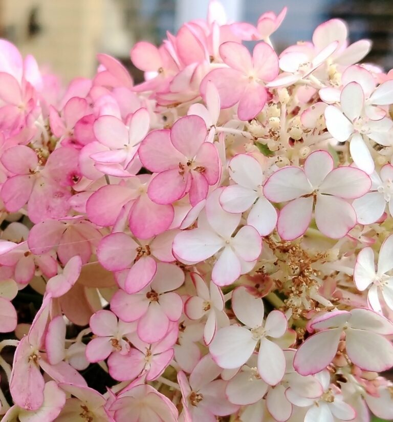 HYDRANGEA PANICULATA 'Vanille fraise'