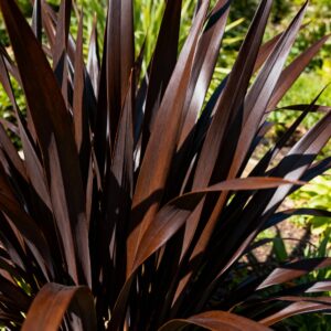 Phormium ‘Platts Black’