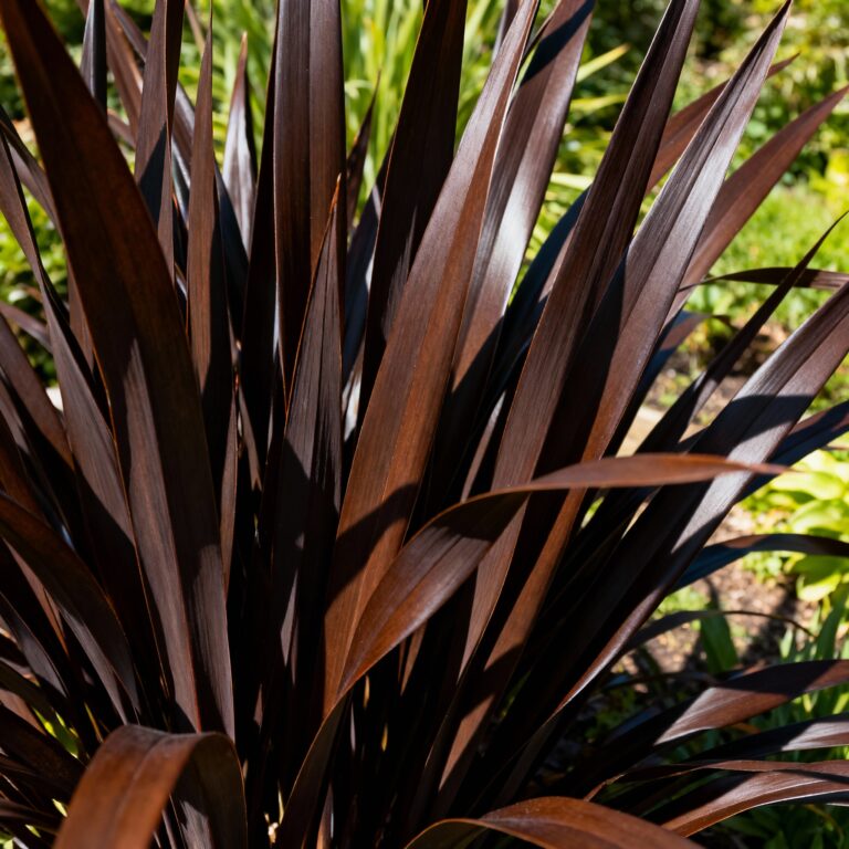 Phormium ‘Platts Black’