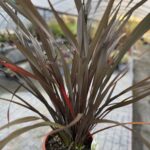 Phormium ‘Platts Black’