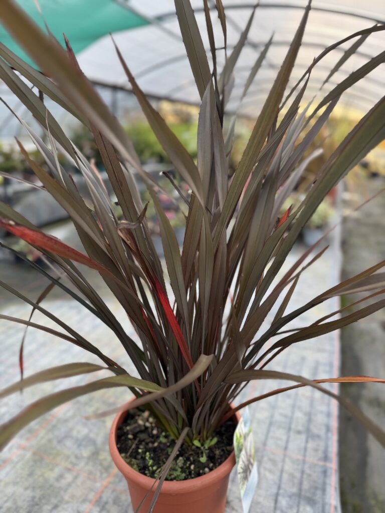 Phormium ‘Platts Black’