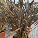 Phormium ‘Platts Black’