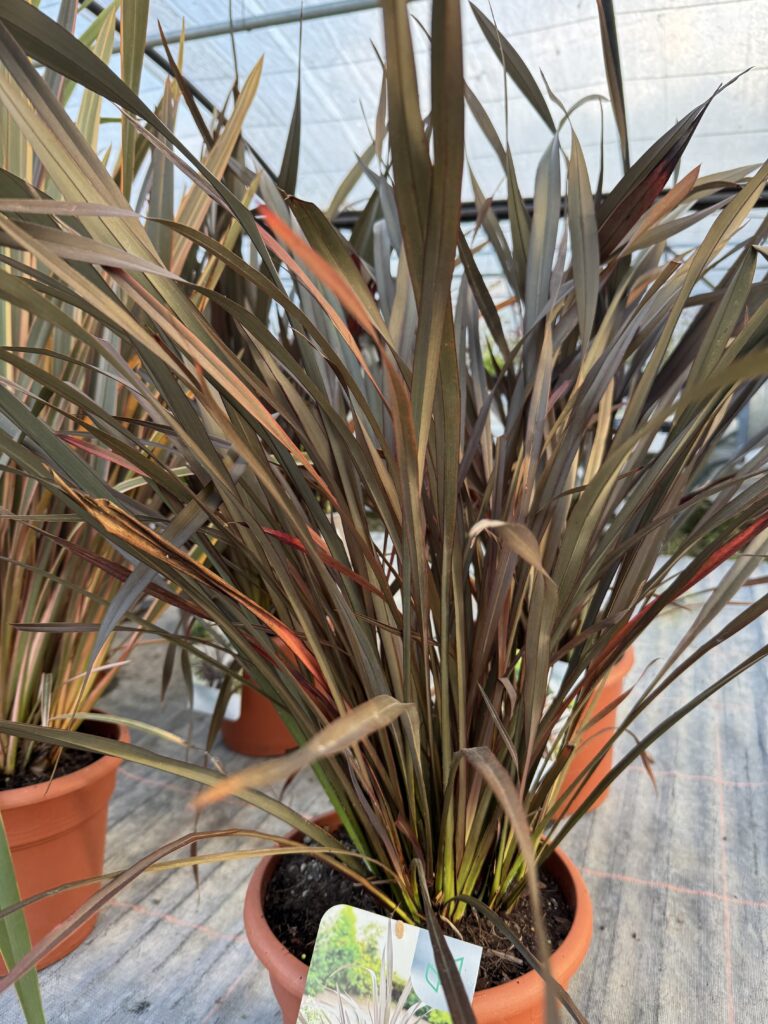 Phormium ‘Platts Black’
