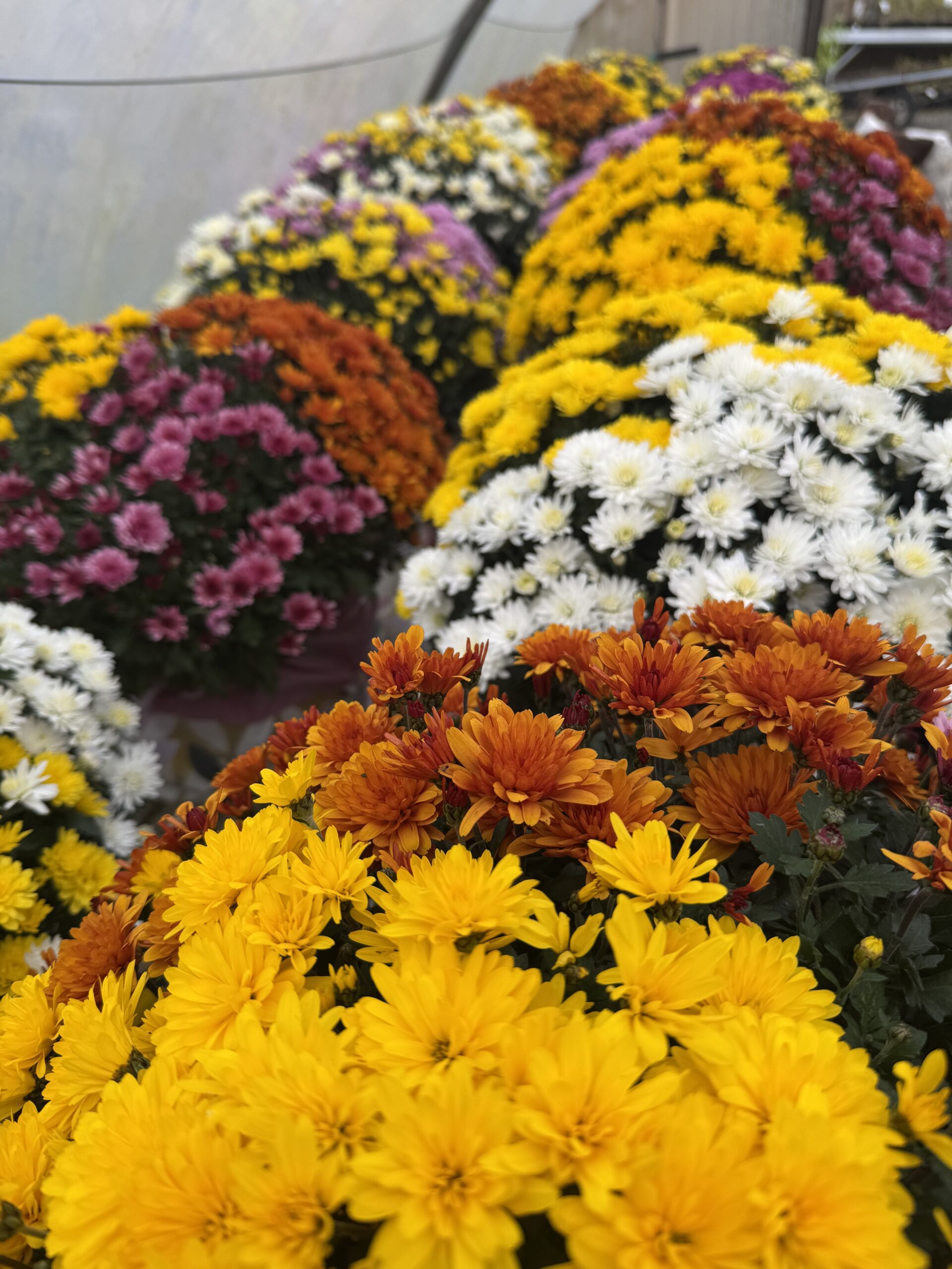 Chrysanthème carnaval 3 couleurs – Image 2