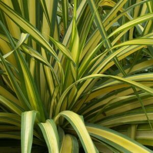 Phormium tenax yellow wave
