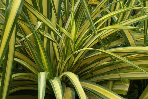 Phormium tenax yellow wave