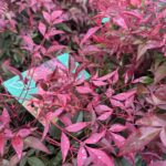 Nandina 'Obsessed' Seika