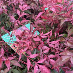Nandina 'Obsessed' Seika