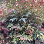 Nandina Obsessed Seika
