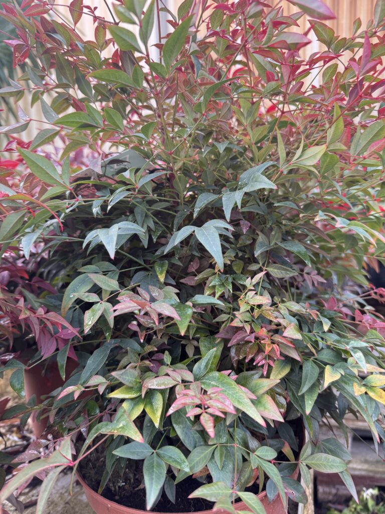 Nandina Obsessed Seika