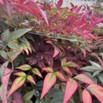 Nandina Obsessed Seika