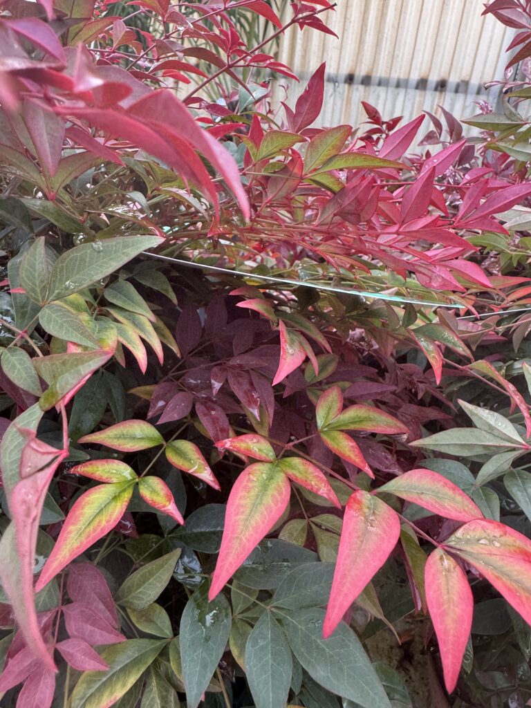 Nandina Obsessed Seika