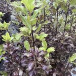 Pittosporum Tenuifolium Tom Thumb