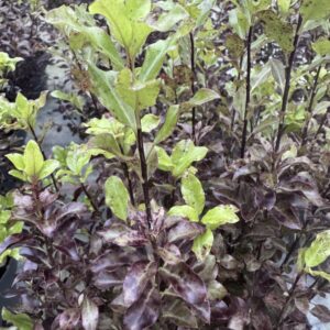 Pittosporum Tenuifolium Tom Thumb