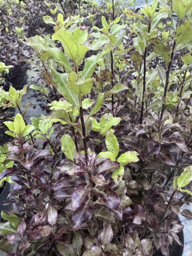 Pittosporum Tenuifolium Tom Thumb