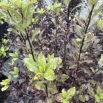 Pittosporum Tenuifolium Tom Thumb