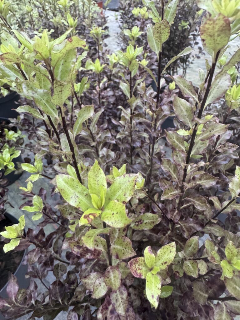 Pittosporum Tenuifolium Tom Thumb