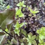 Pittosporum Tenuifolium Tom Thumb