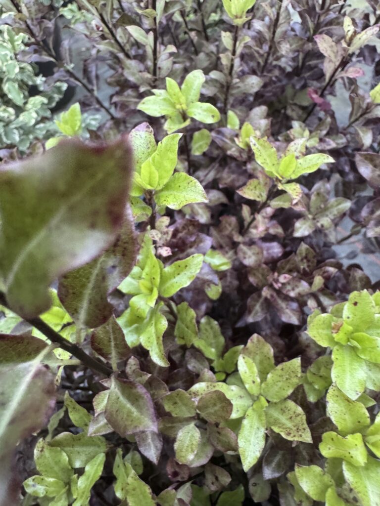 Pittosporum Tenuifolium Tom Thumb