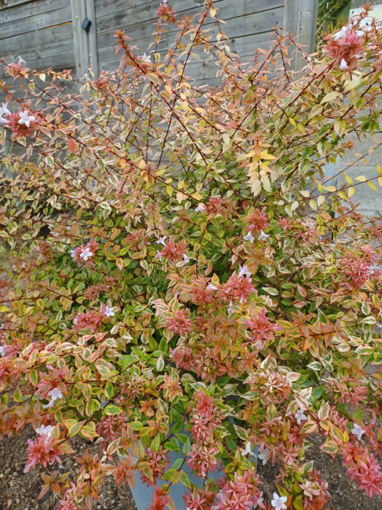 Abelia kaleidoscope