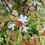 Abelia kaleidoscope
