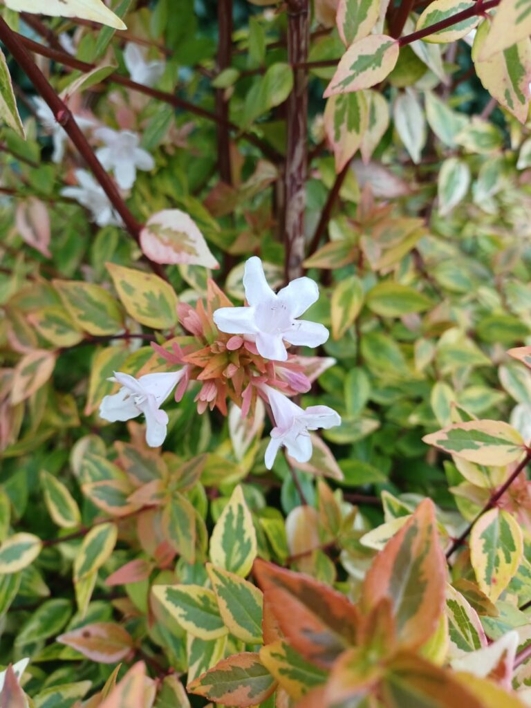 Abelia kaleidoscope