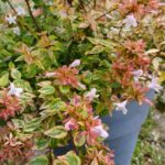 Abelia kaleidoscope