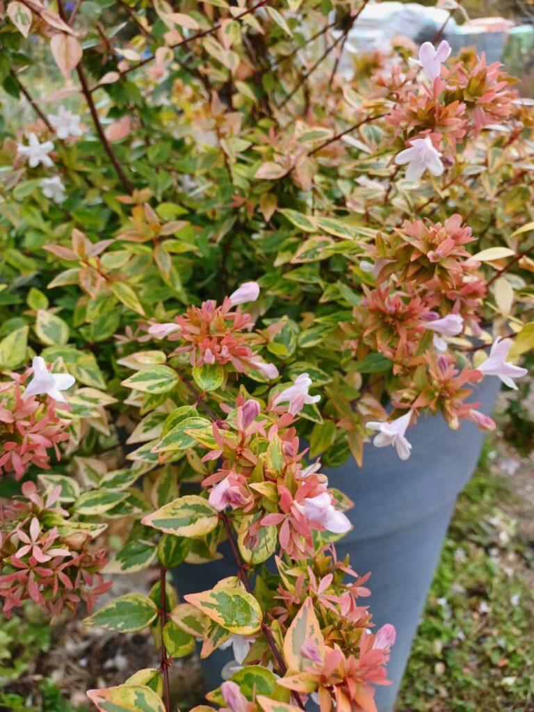 Abelia kaleidoscope