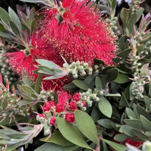 Callistemon fleur rouge