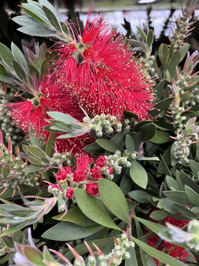 Callistemon fleur rouge