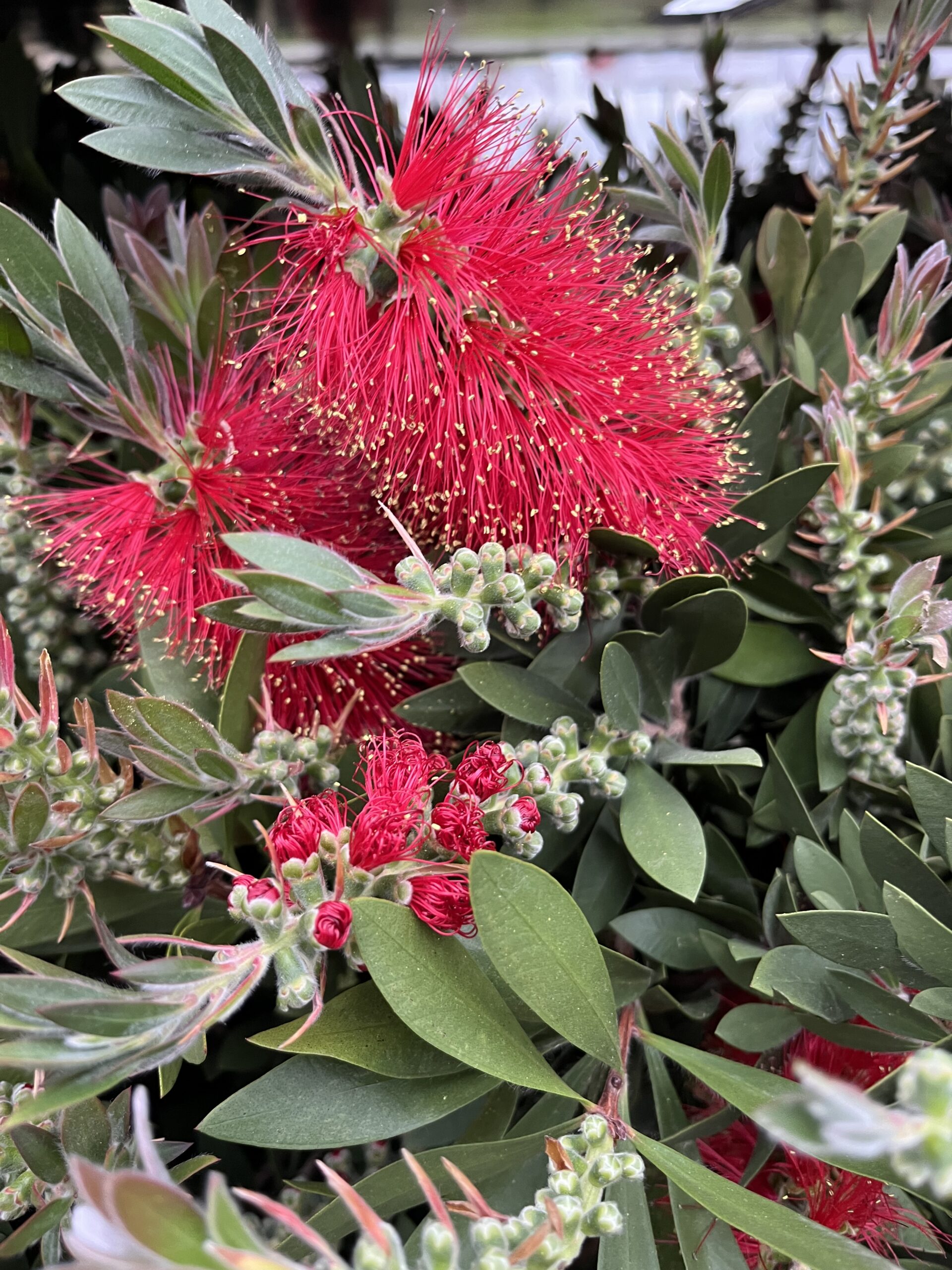 Callistemon fleur rouge
