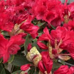 Rhododendron rouge