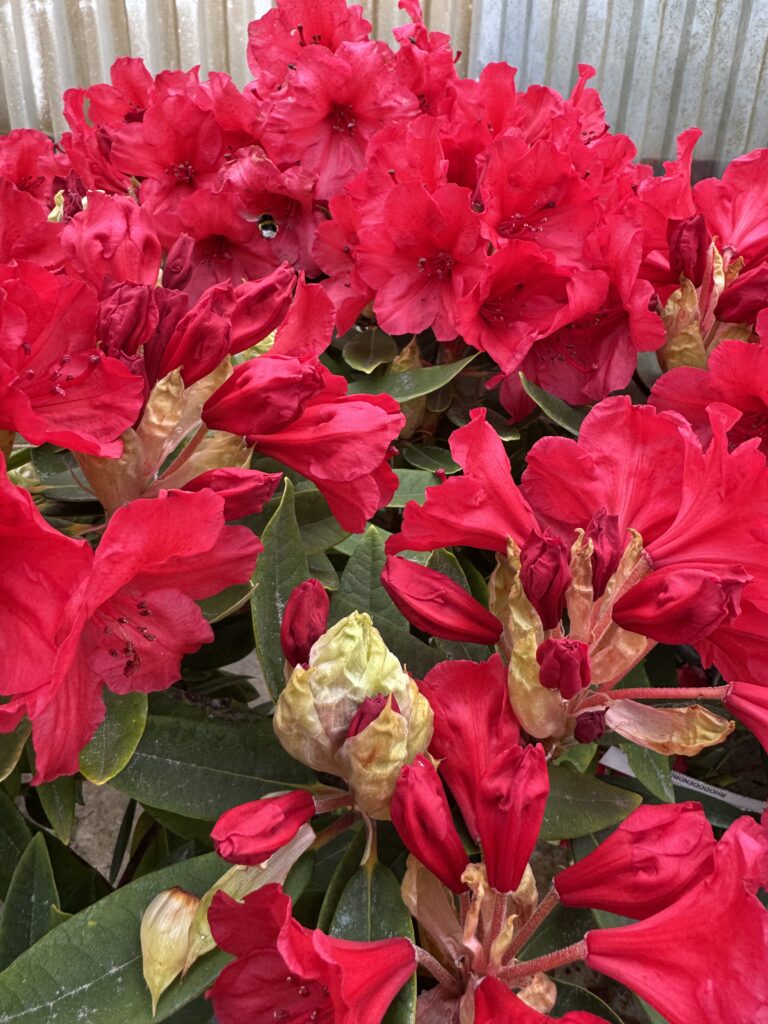 Rhododendron rouge