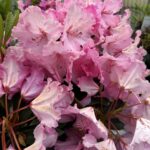 Rhododendron rose