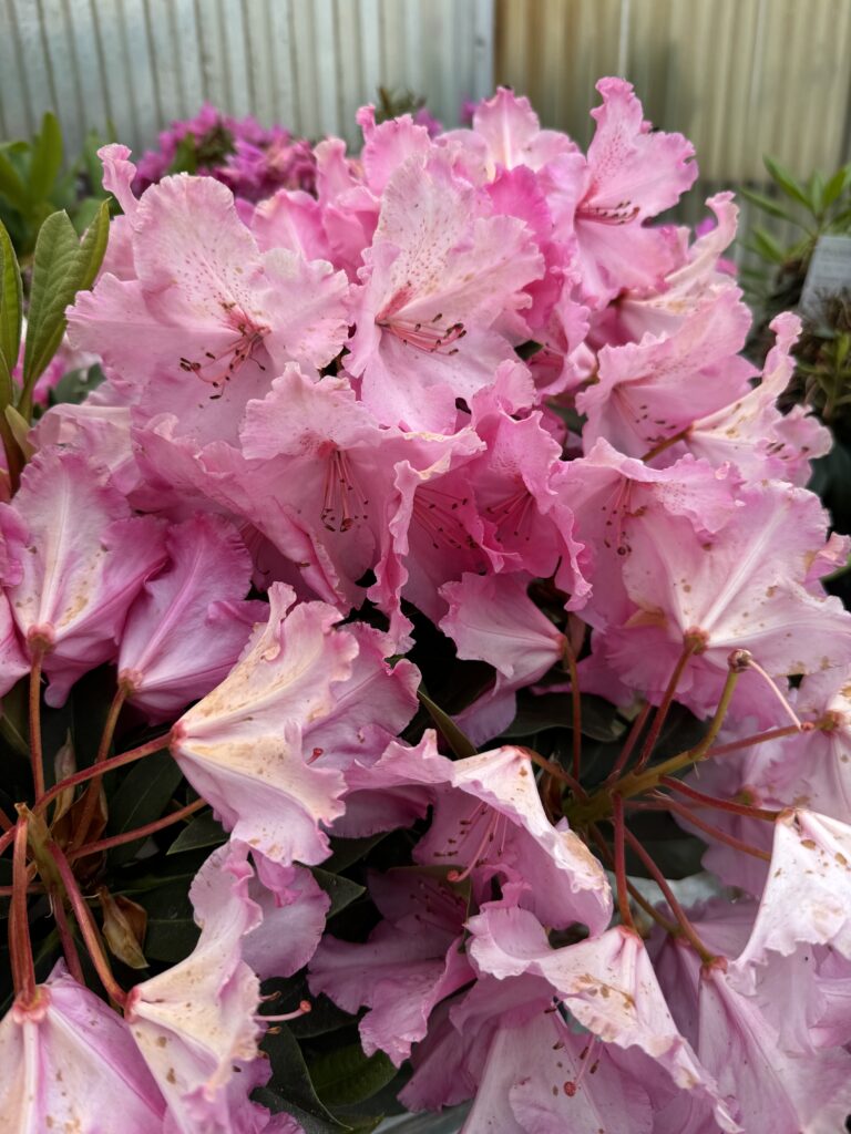 Rhododendron rose