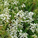 Jasmin étoilé - Trachelospermum jasminoides
